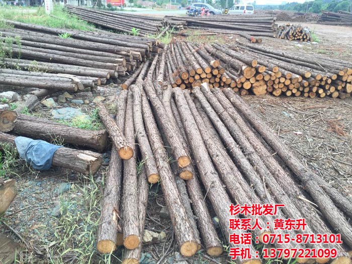 聊城杉木,杉木加工,东升竹木经营部(商家)